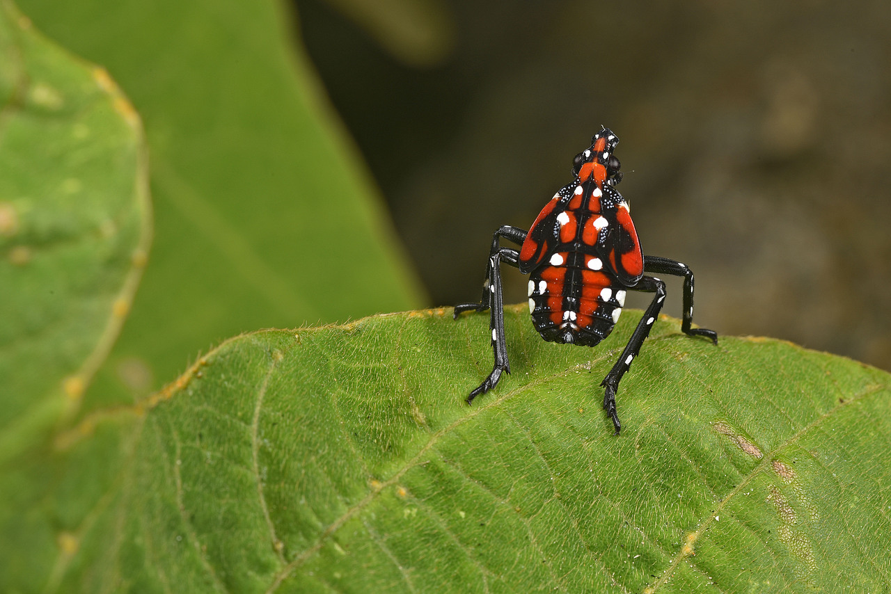 虫想衣裳花想容——斑衣蜡蝉