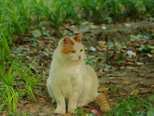 喜鹊和猫