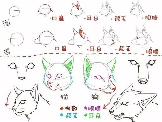 【绘画教程】猫和狗区别画法，从五官到姿势的详细教程