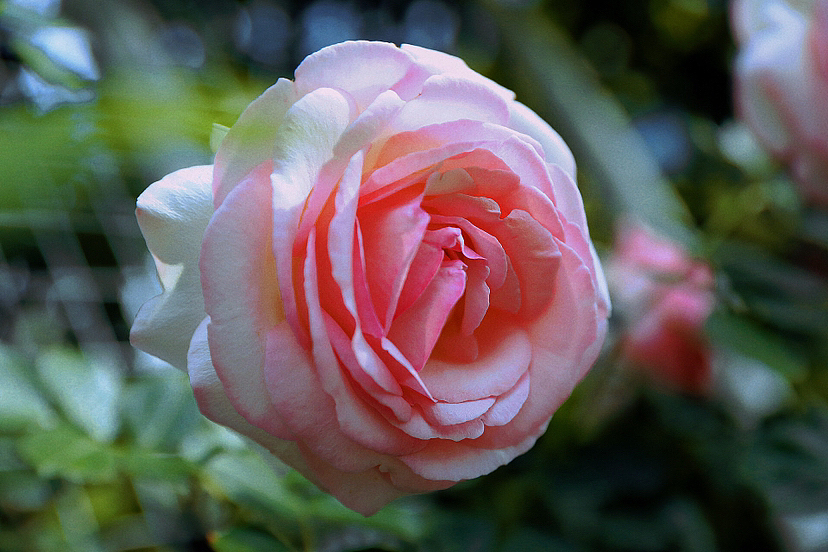 拍花的高级感（图ZMzM5MTc5MTAw） - 风光摄影 - 站酷设计师九弄原创素材 - 站酷ZCOOL