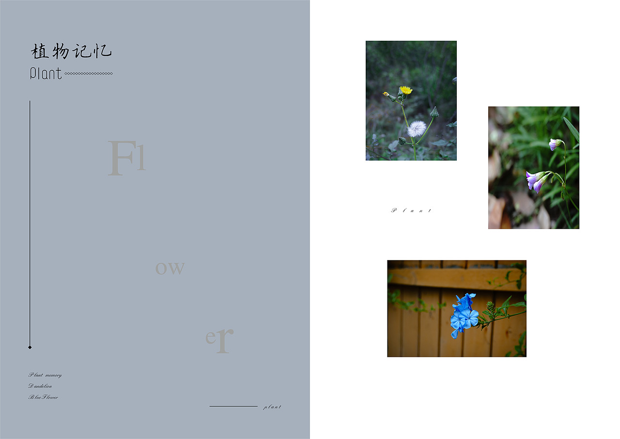 植物记忆（图ZMjA4NDUzMjI4） - 书籍/画册 - 站酷设计师YY耶原创素材 - 站酷ZCOOL