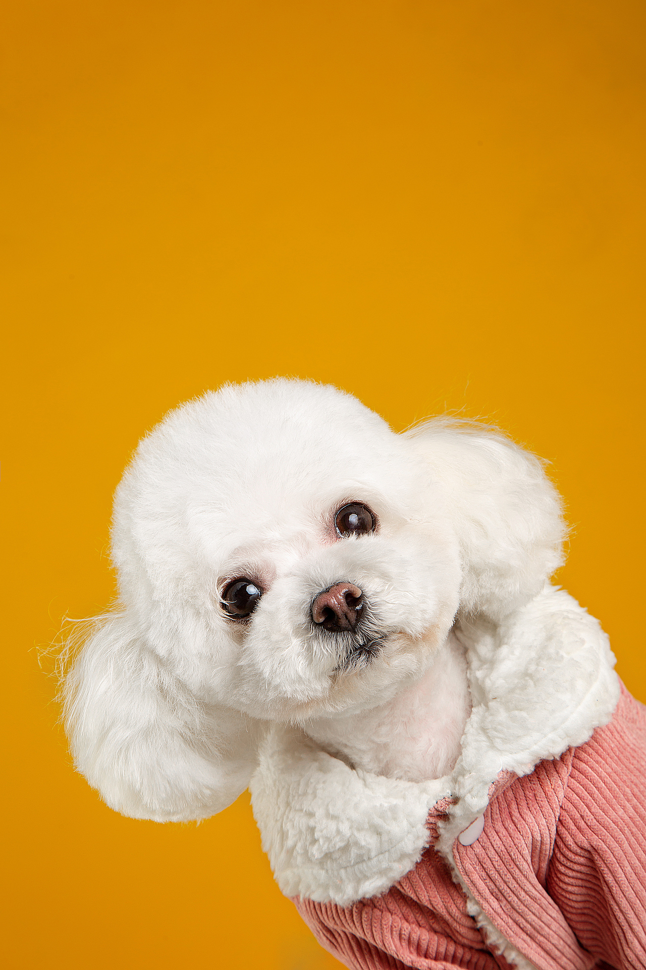 【動物照相館】合集