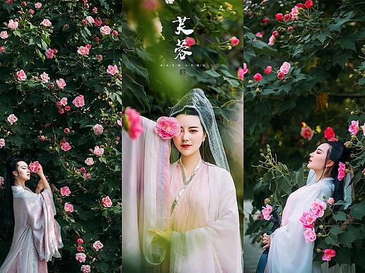 芙蓉