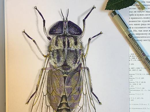 昆虫系列－苍蝇