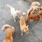 vvaz的头像