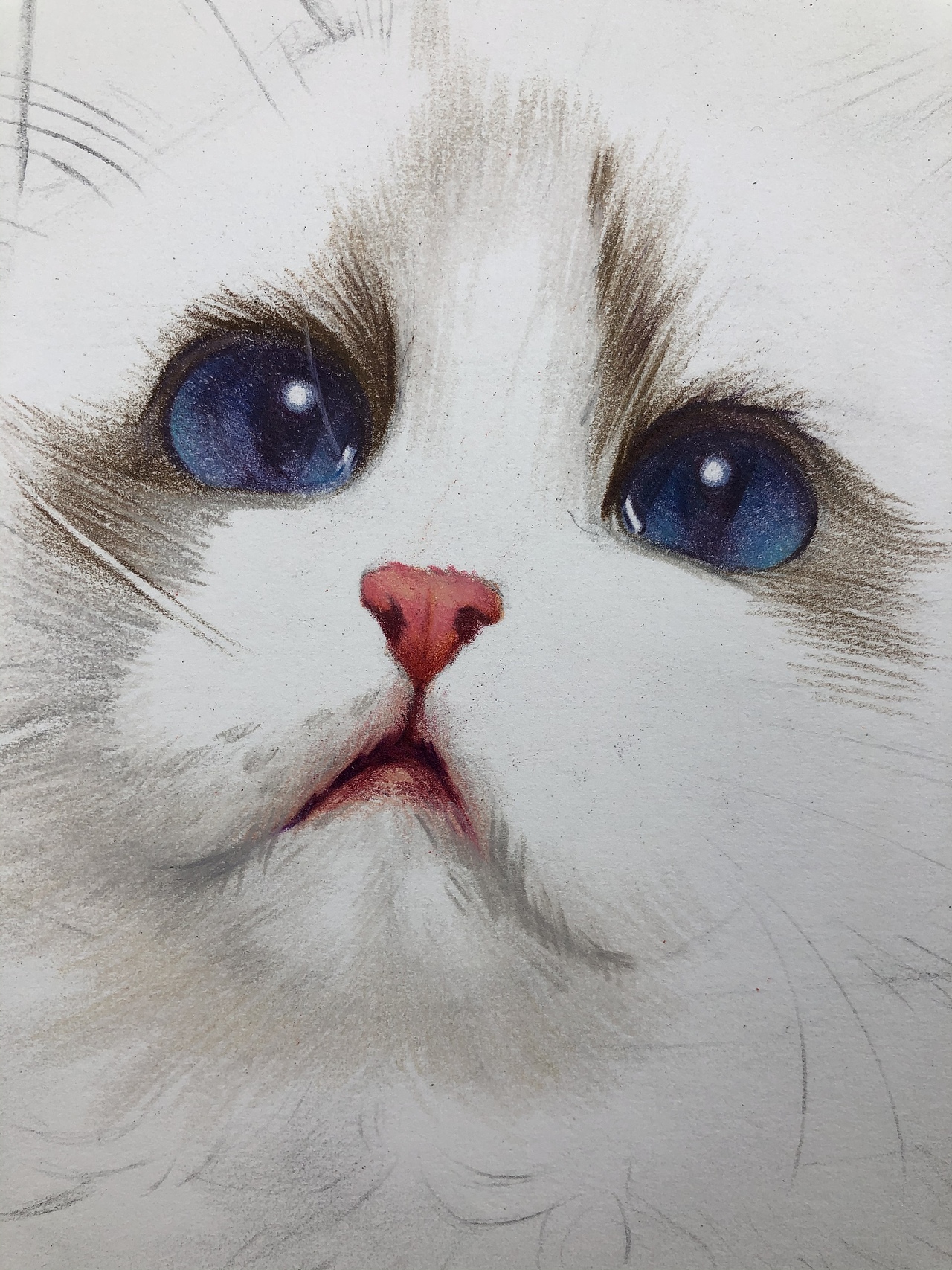 彩铅布偶猫(带步骤)