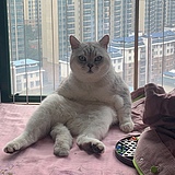 罗斯福爱哇哈哈的头像