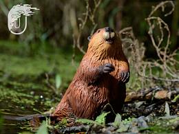 蒙新河狸静态模型