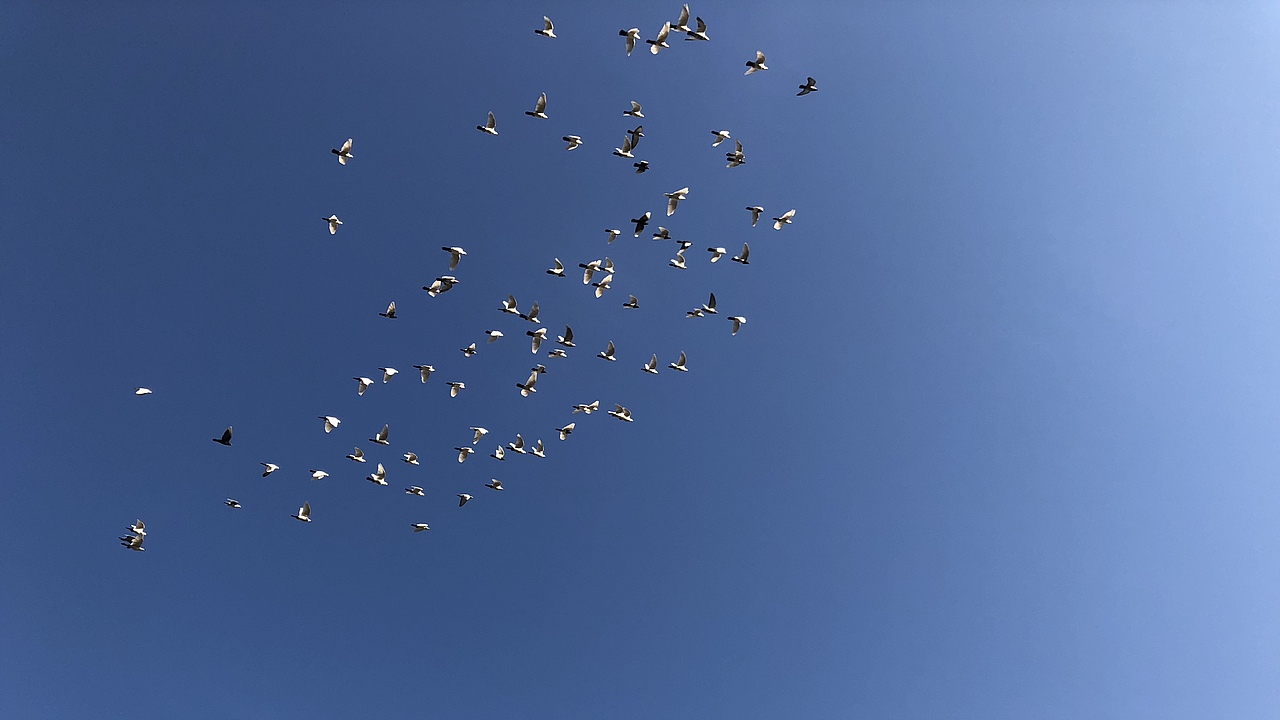 鸽子（图ZMTAwNTU1MjE2） - 宠物摄影 - 站酷设计师布欧酱原创素材 - 站酷ZCOOL