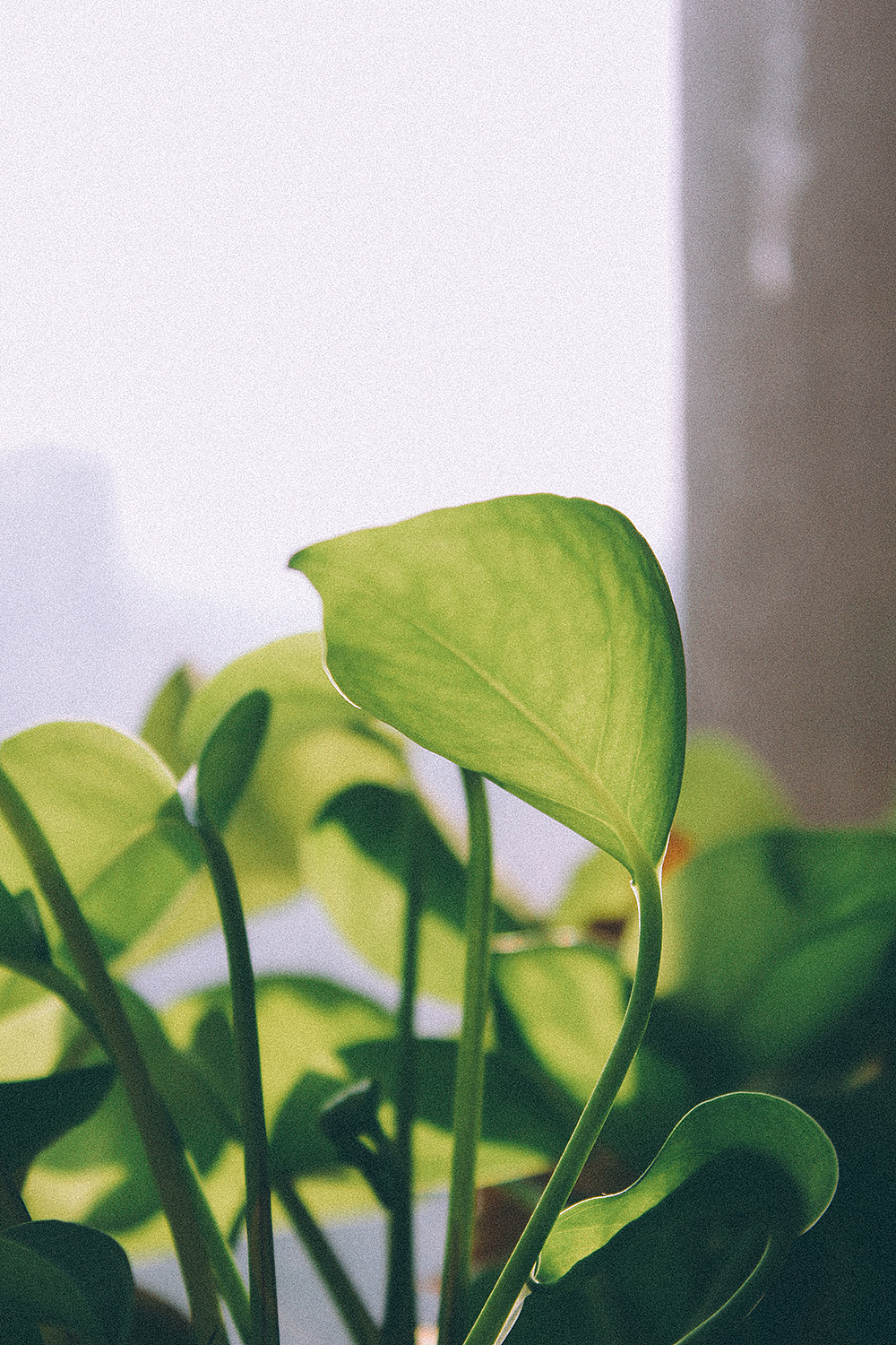 植物隨拍一張（圖ZMjE2MjM5NjQ=） - 產(chǎn)品攝影 - 站酷設(shè)計(jì)師燈籠草原創(chuàng)素材 - 站酷ZCOOL