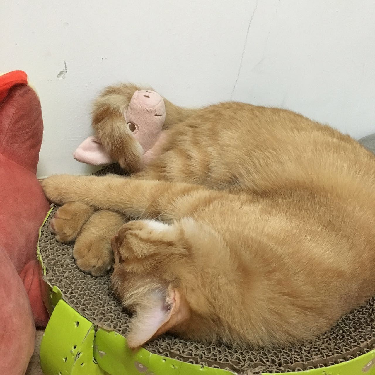 菜刀眼黄豆芽的日常（图ZODEwMzcyNDA=） - 宠物摄影 - 站酷设计师violasean原创素材 - 站酷ZCOOL