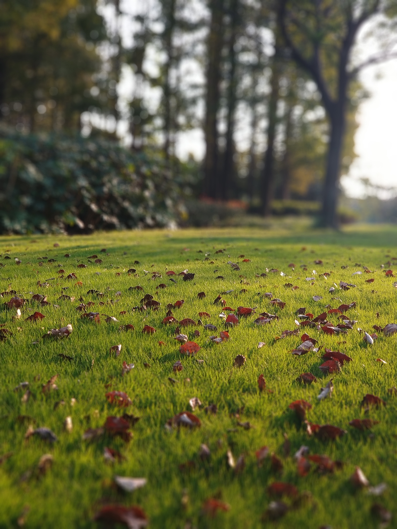阳光正好的秋天