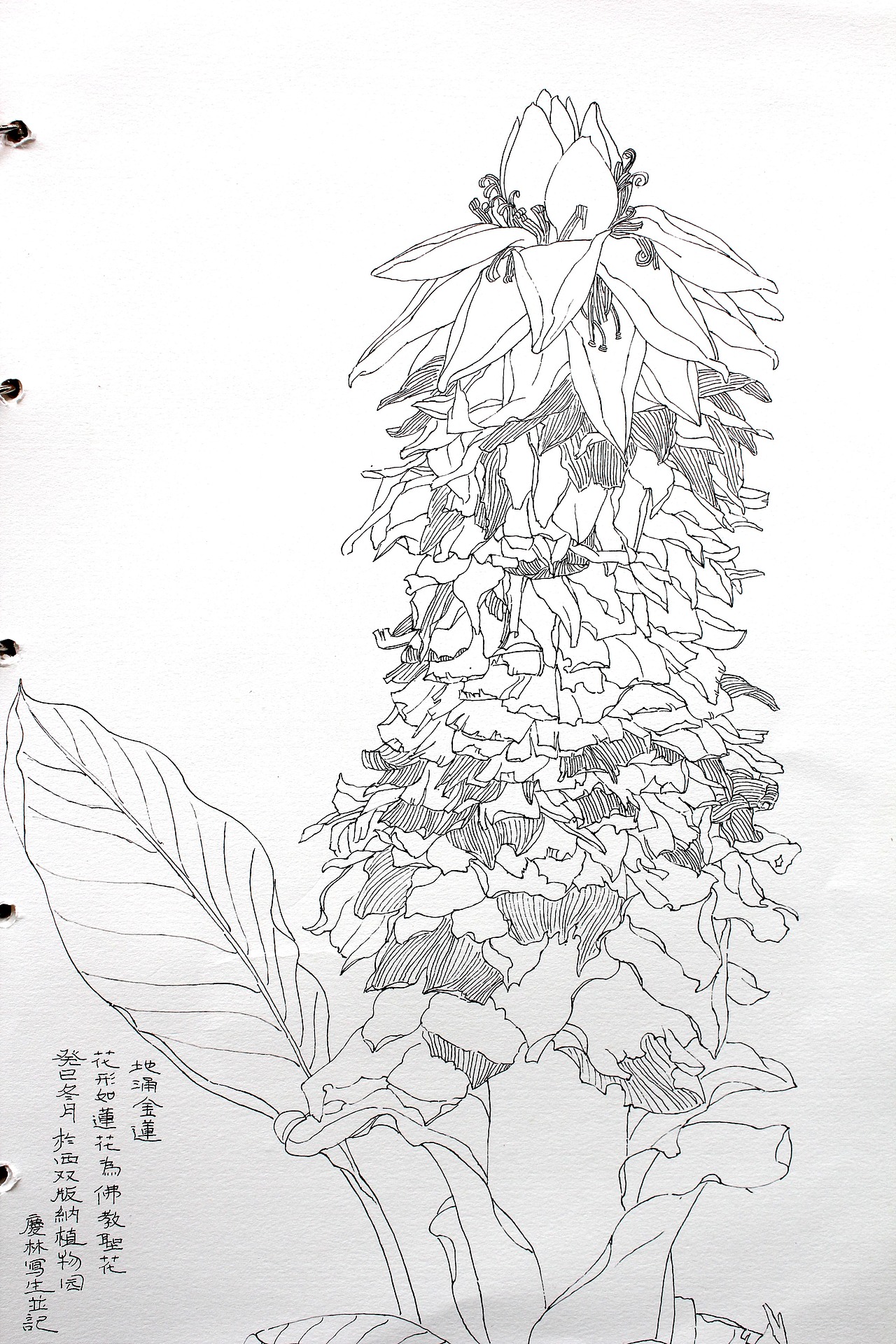 白描写生系列之南方地域花卉（图ZNTM4Mzc5MTY=） - 绘画 - 站酷设计师曦林清风原创素材 - 站酷ZCOOL