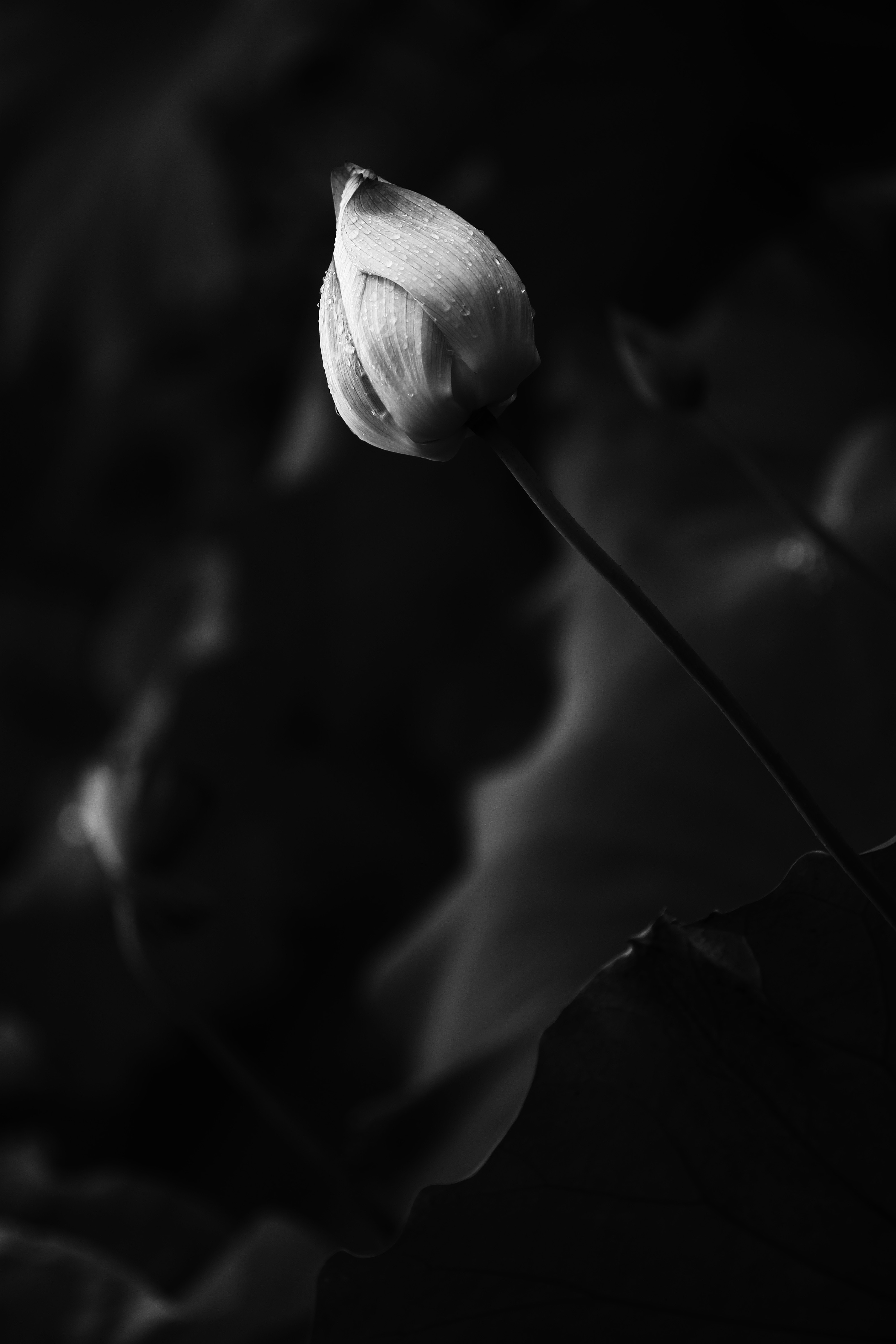 不管别人怎么说,我都坚持我的黑白荷花路!