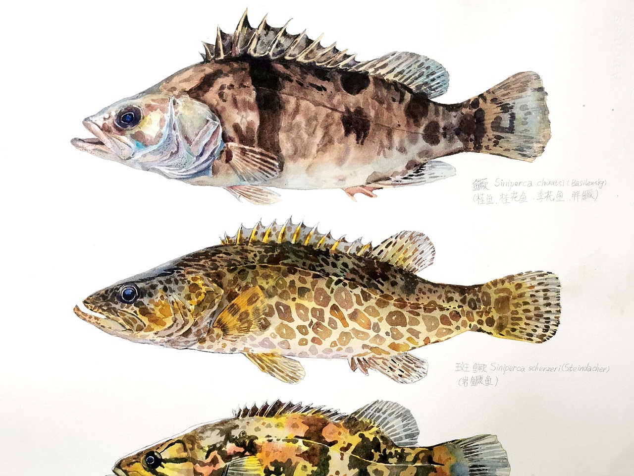 首个中国长江流域鱼类水彩图鉴鮨科_画画的陈-站酷zcool