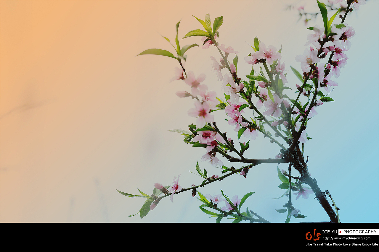 桃花朵朵开（图ZNzY0MTU5NTI=） - 产品摄影 - 站酷设计师mychinaxing原创素材 - 站酷ZCOOL
