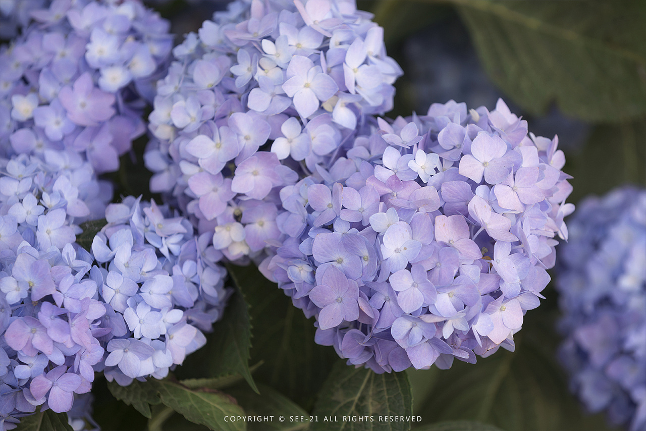 初夏的颜色 无尽夏