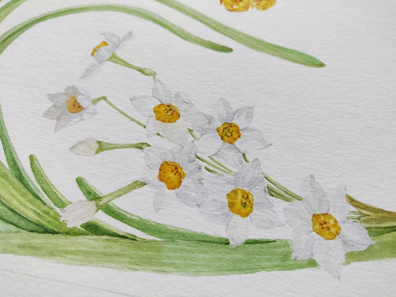 十二月花神 水仙花 腊梅花（图ZMjQyNTYxMjg0） - 艺术插画 - 站酷设计师淂淇原创素材 - 站酷ZCOOL