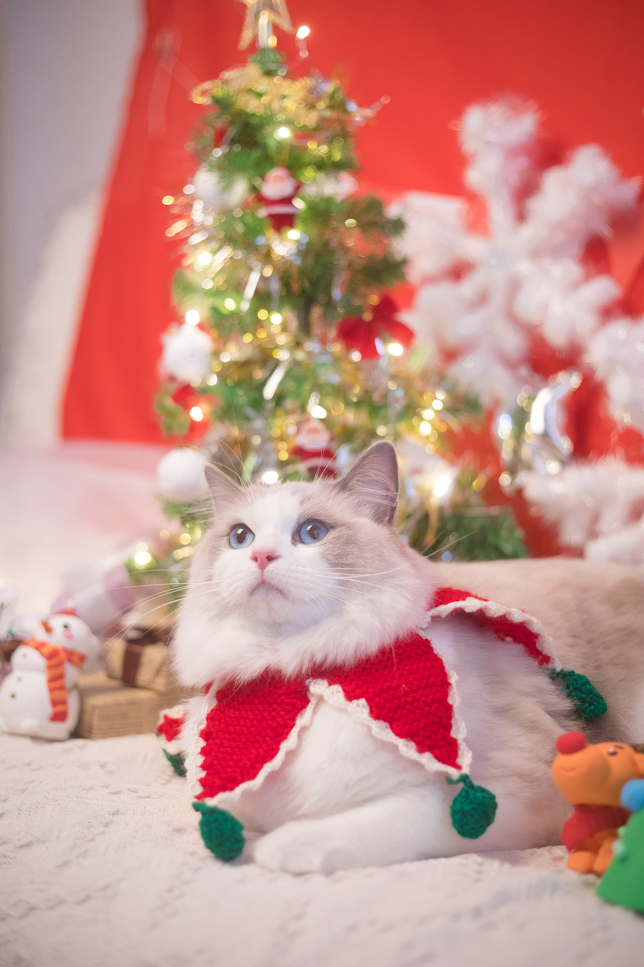 圣诞小火火（图ZMTAwODA1MzI4） - 宠物摄影 - 站酷设计师懒惰的胡奇奇原创素材 - 站酷ZCOOL