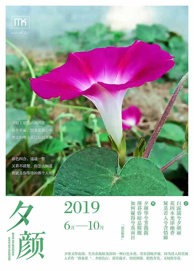 夕颜(牵牛花)海报