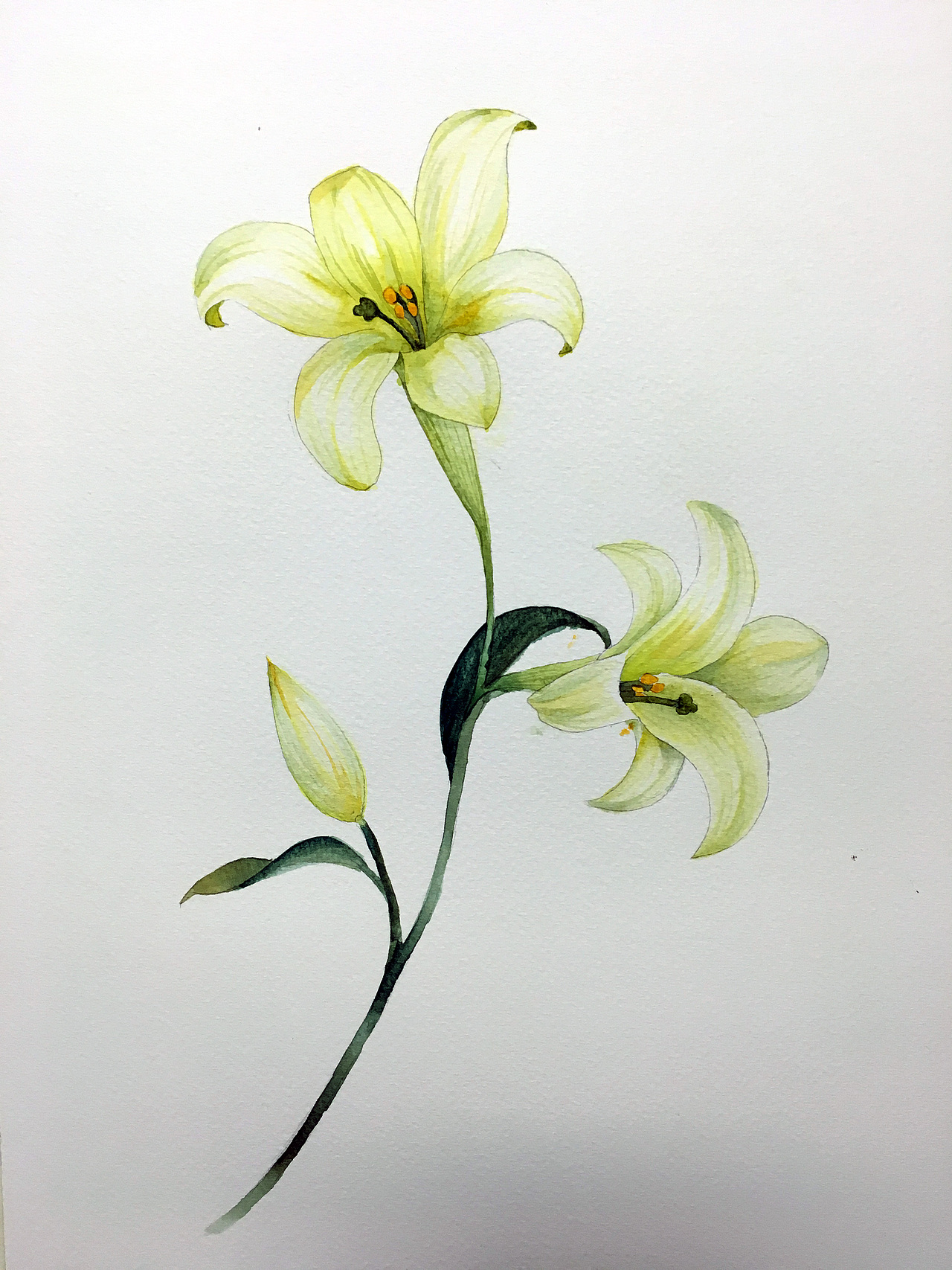 水彩花卉-香水百合