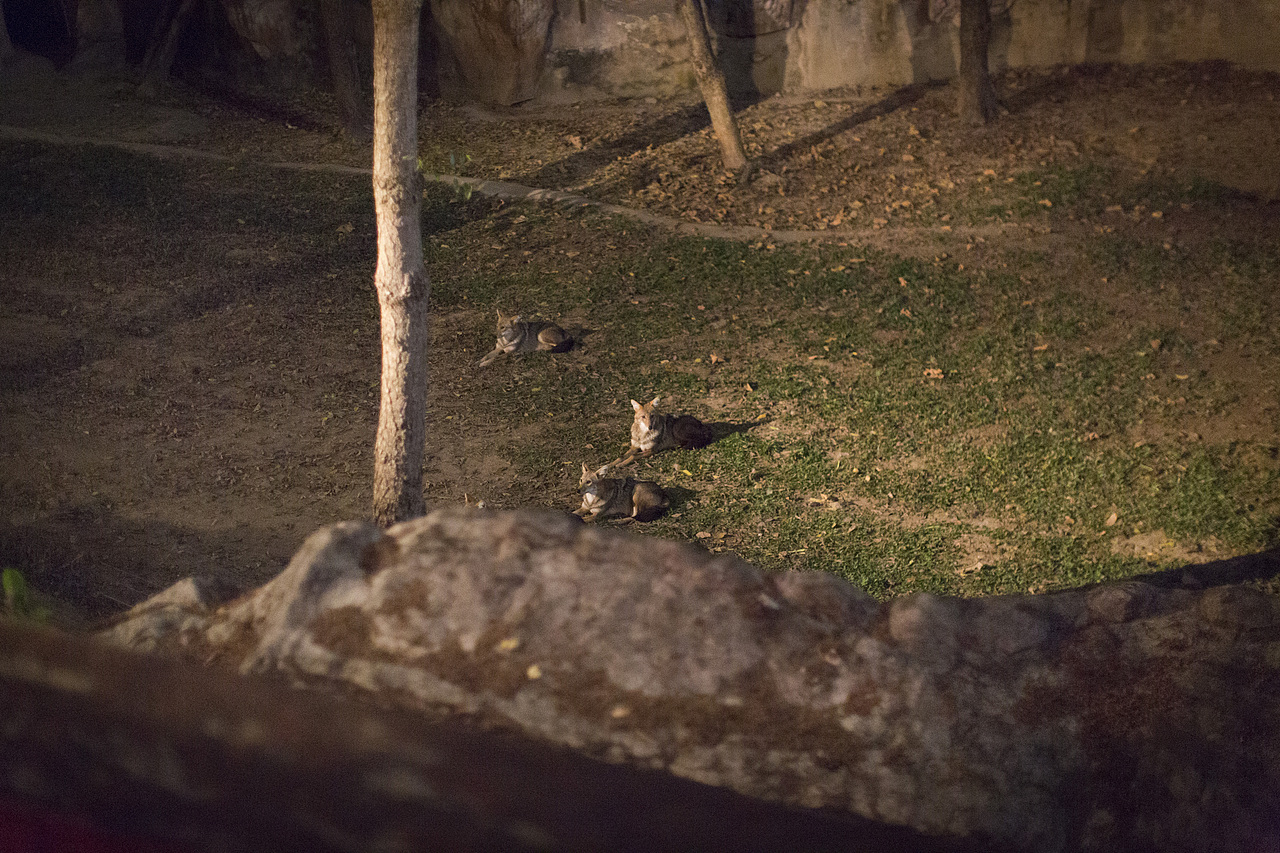 泰国旅拍_Day3_2_夜间动物园（图ZOTM3ODU5NjQ=） - 人文/纪实摄影 - 站酷设计师楦梓原创素材 - 站酷ZCOOL