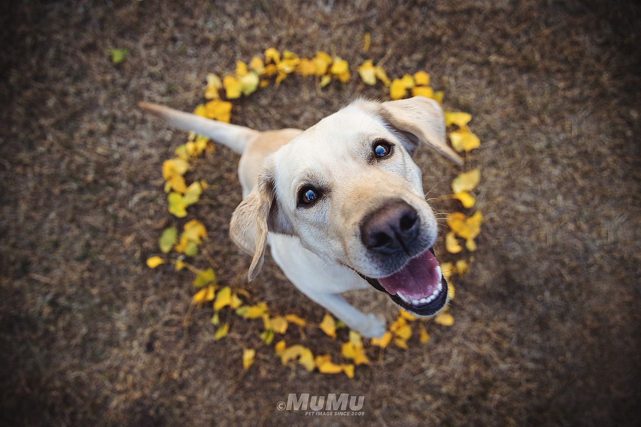 穆牧摄影-宠物摄影(2020总结1)