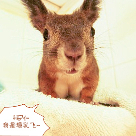 HI~我是爆乳飞（图ZMTc5MzA0OA==） - 宠物摄影 - 站酷设计师pinkmana原创素材 - 站酷ZCOOL