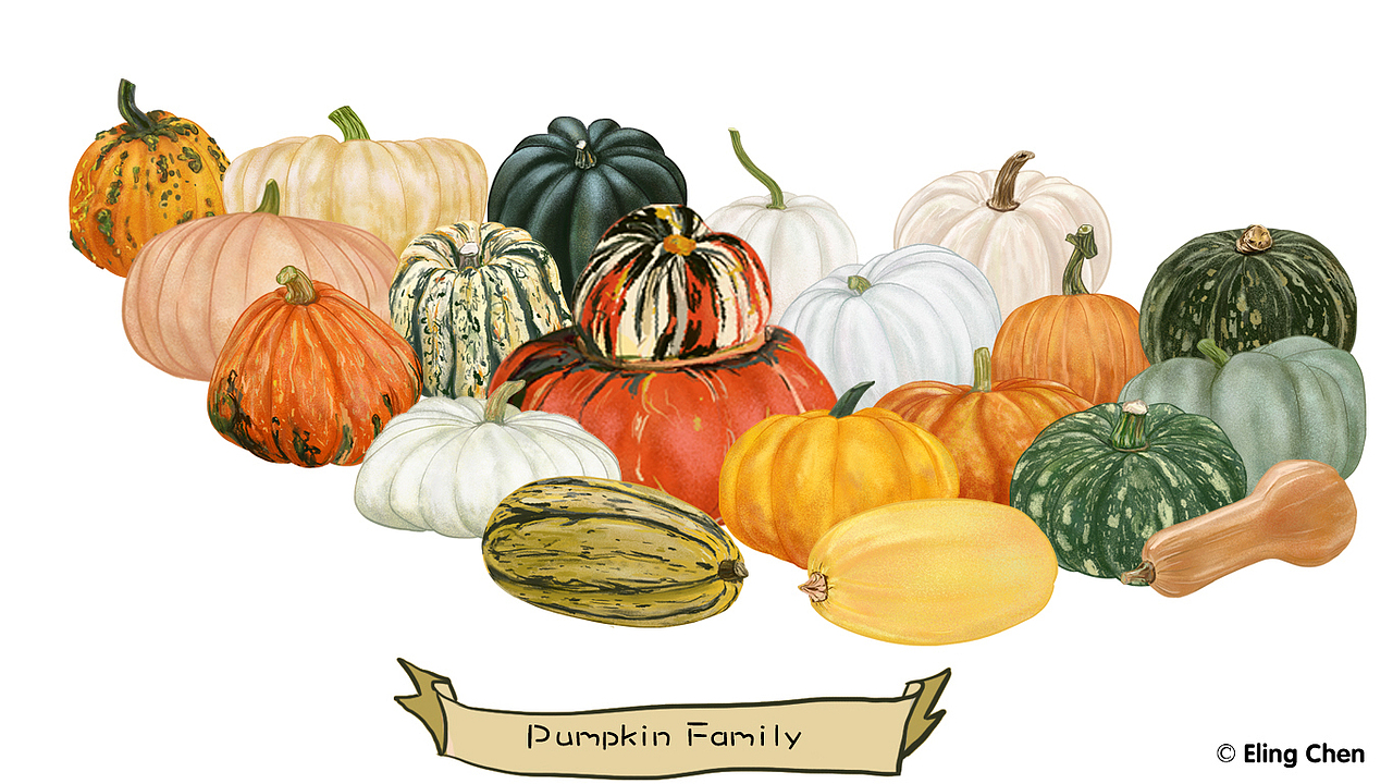 -南瓜家族系列-（图ZMTY0NDkyNjQ4） - 创作习作 - 站酷设计师ElingChen原创素材 - 站酷ZCOOL