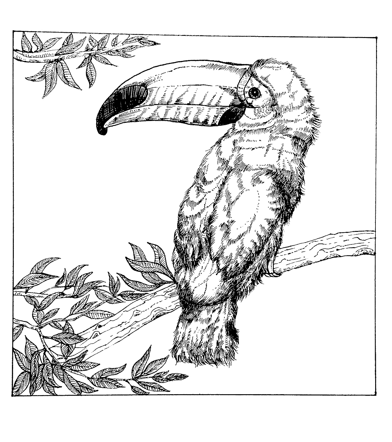 黑白插画-大嘴鸟