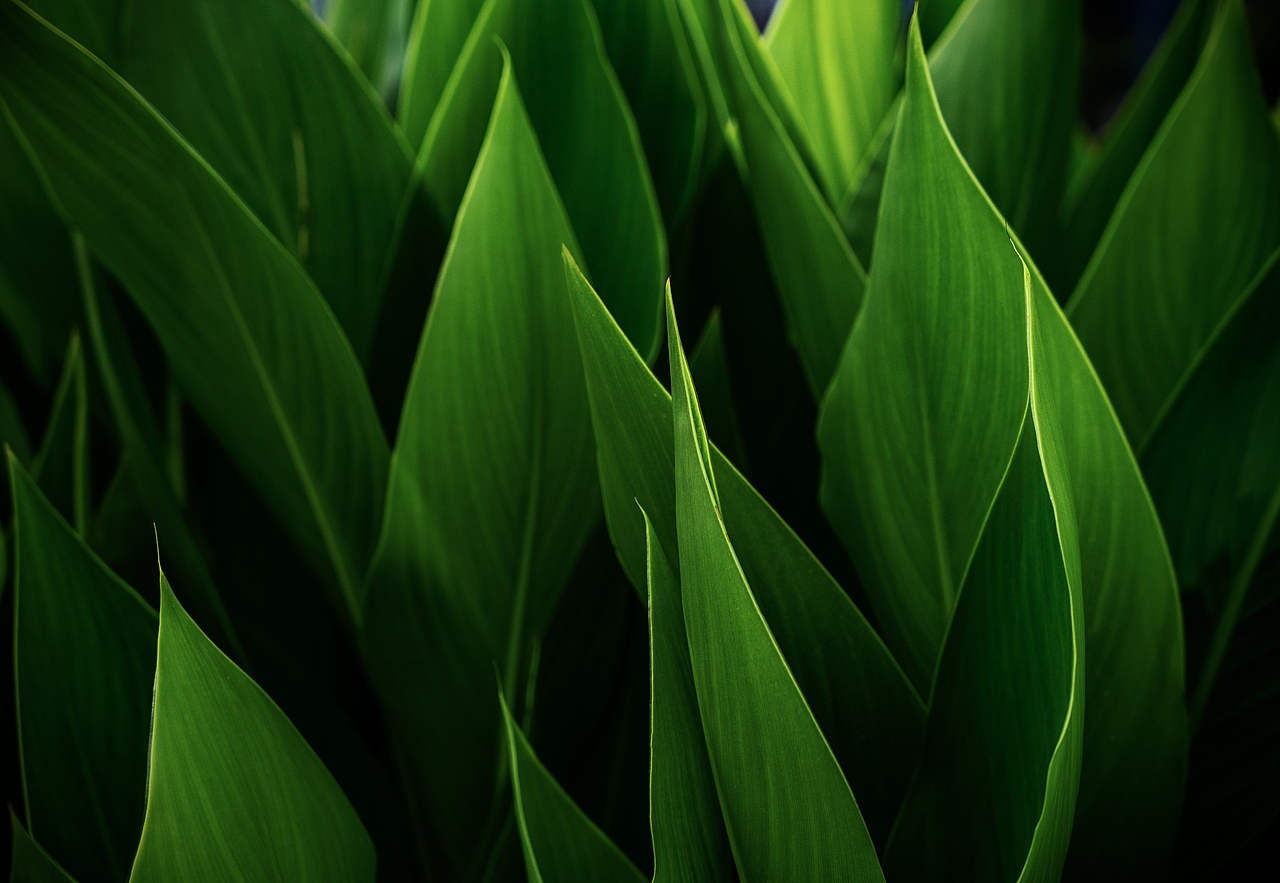 金沙湖公园一期(护眼色)