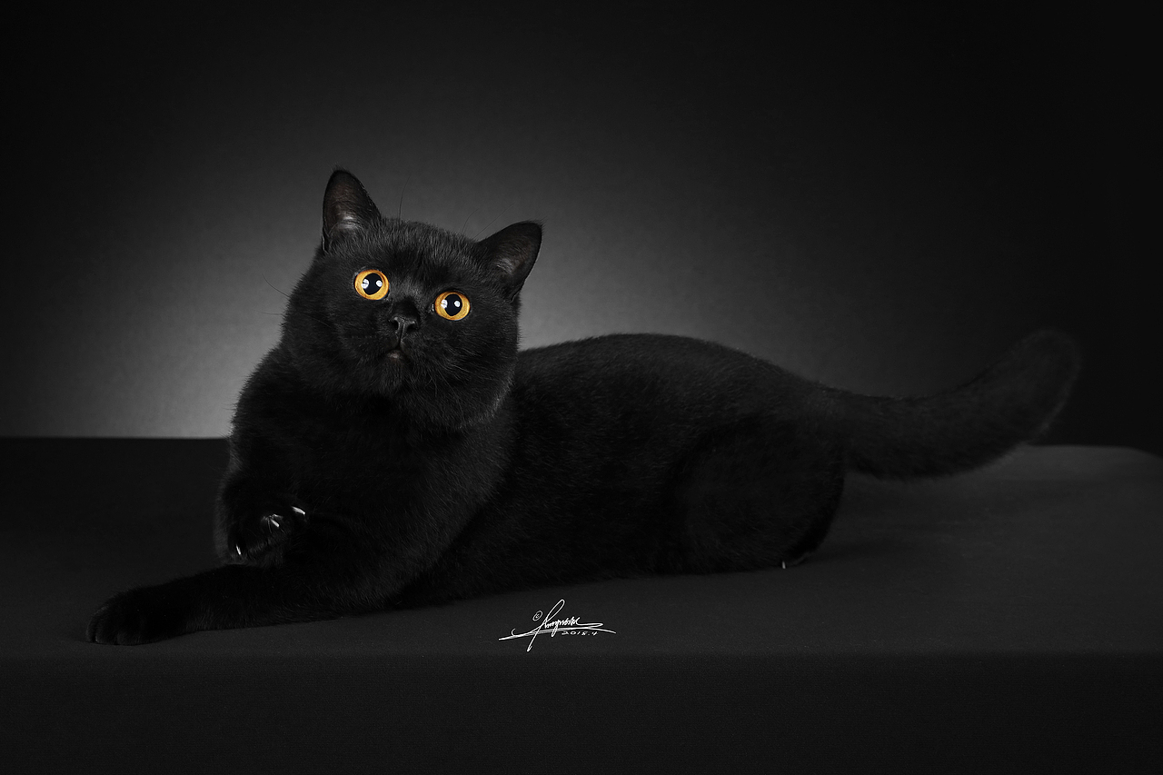 黑猫|摄影|宠物摄影|嘿喵十七_原创作品-站酷zcool