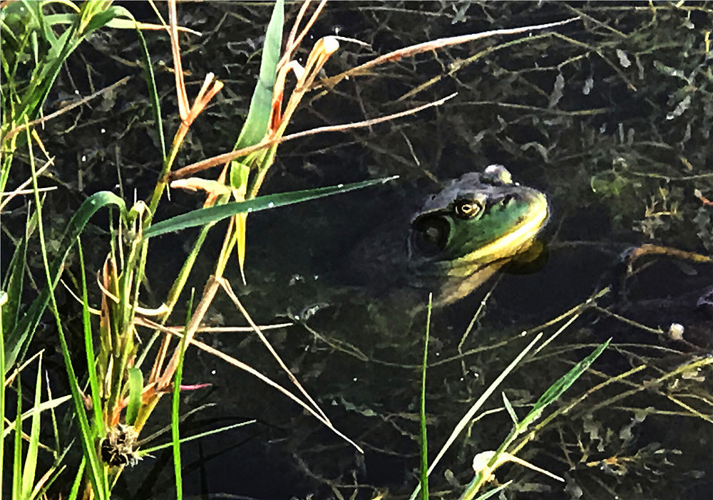 刘勇良手机摄影:晨光蛙鸣