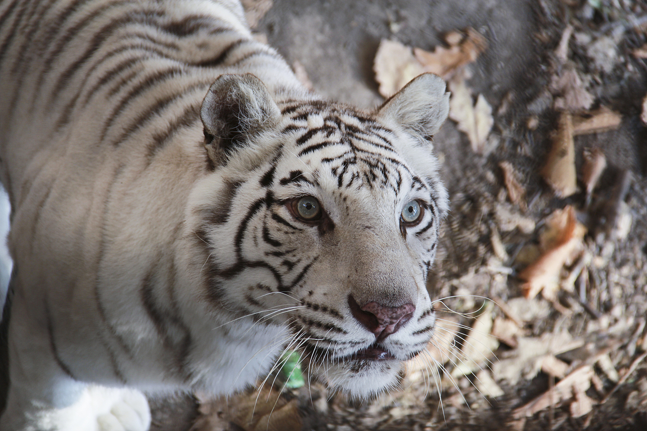 哈爾濱北方森林動物園（圖ZNzA5OTA2NzY=） - 風(fēng)光攝影 - 站酷設(shè)計師山山而川上的麥子原創(chuàng)素材 - 站酷ZCOOL