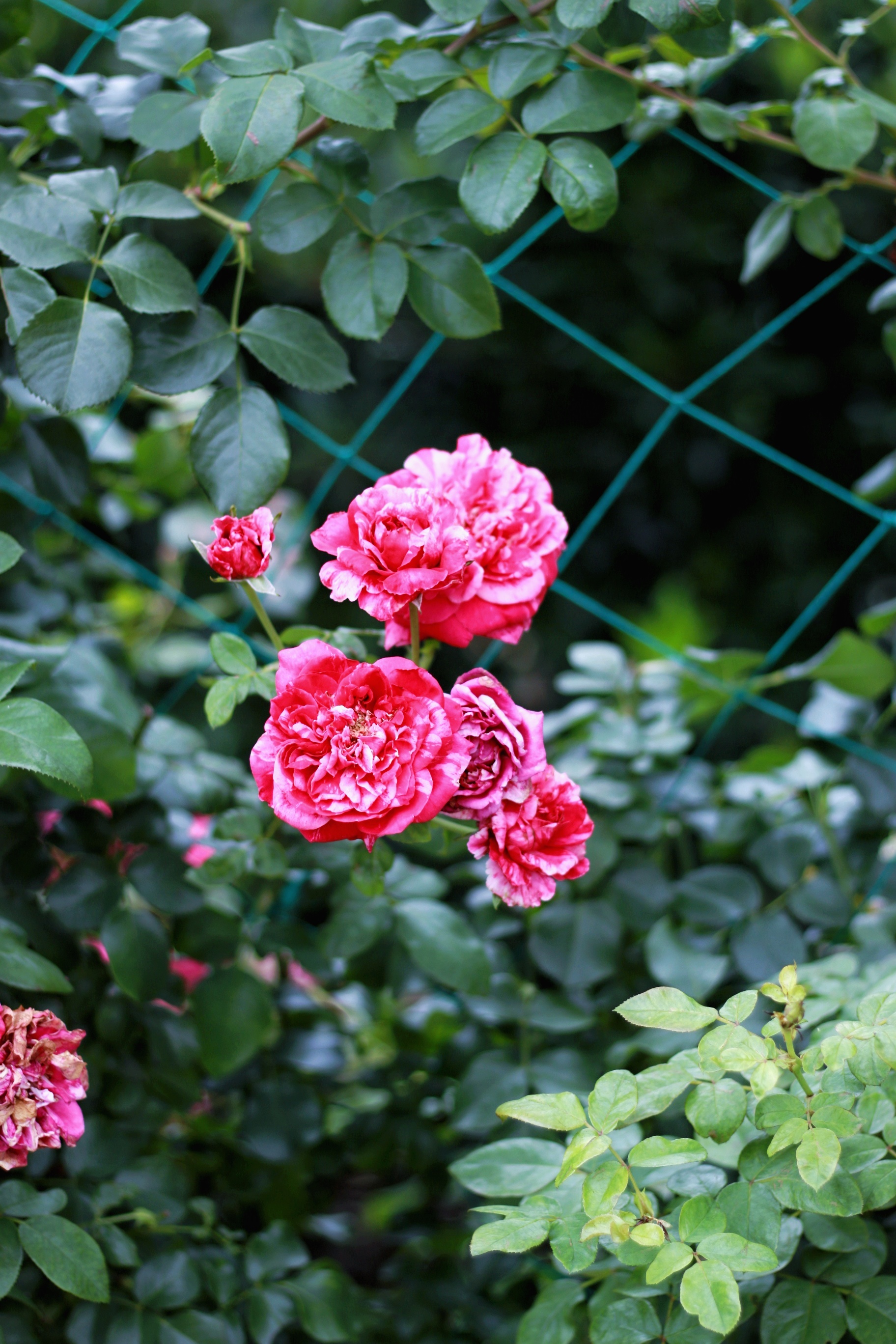 一朵,两朵,三朵花