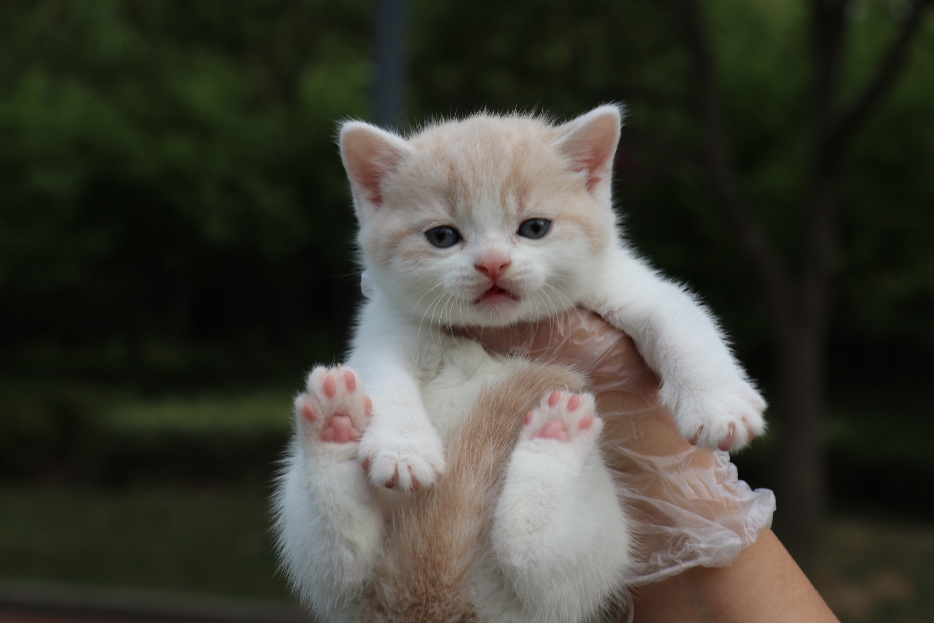 0506英短乳白梵公-多多-20day358g-27day440g|摄影|动物|沐米猫舍