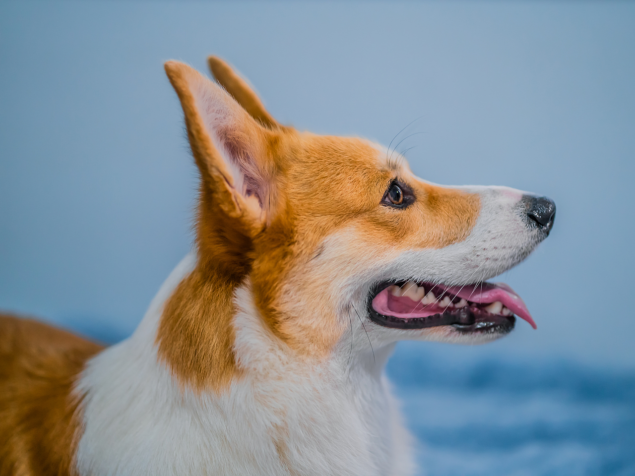 云撸小飞基（图ZMjI1OTI3NzEy） - 宠物摄影 - 站酷设计师熊多雷原创素材 - 站酷ZCOOL