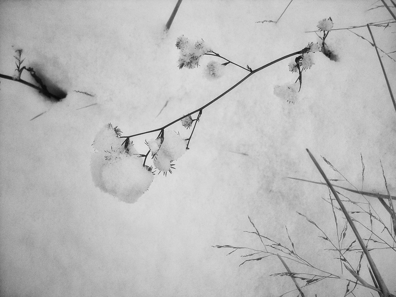 水墨雪中花|摄影|风光摄影|空白321_原创作品-站酷zcool