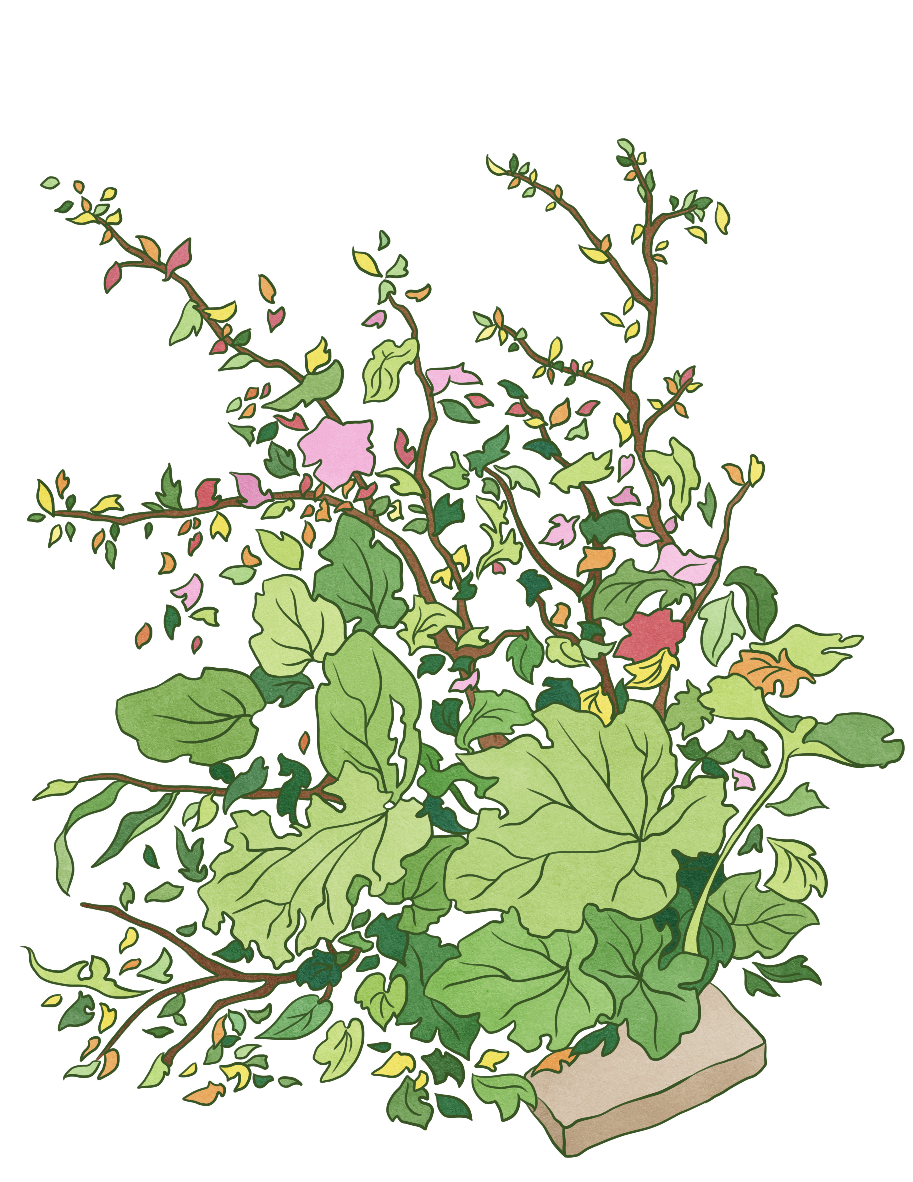 花|插画|插画习作|yihyih - 原创作品 - 站酷 (zcool)