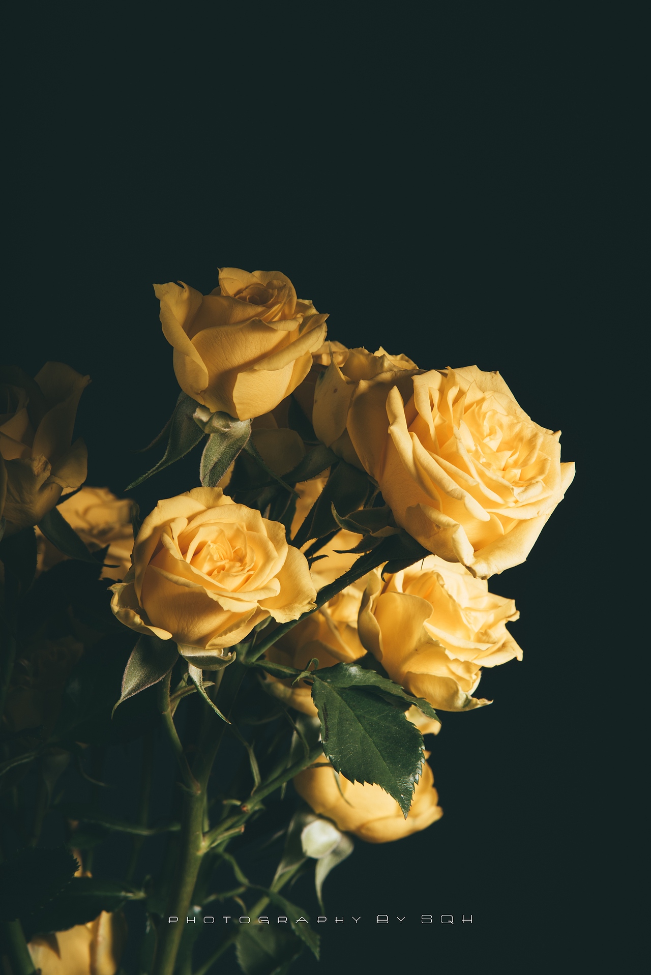 多头玫瑰静物玫瑰花卉摄影