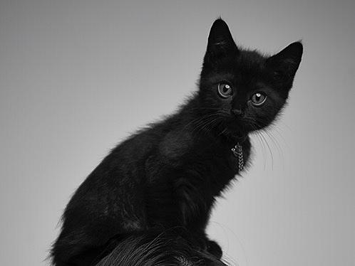 前妻和猫崽（个人主页-ZMzMyNzQ2NjA=） - 人像摄影 - 站酷设计师路边拾遗原创素材 - 站酷ZCOOL