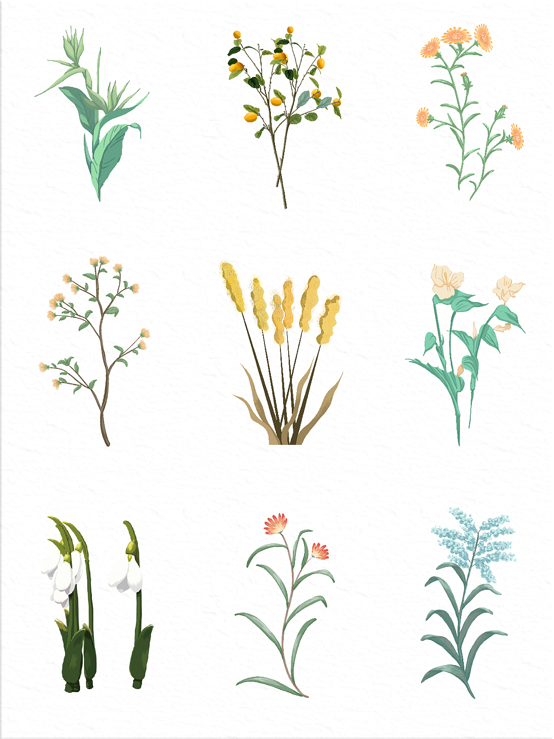 画画之花卉篇✍🏻