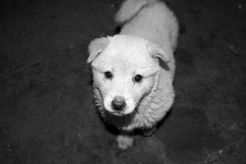 自闭摄影师的黑白世界——狗