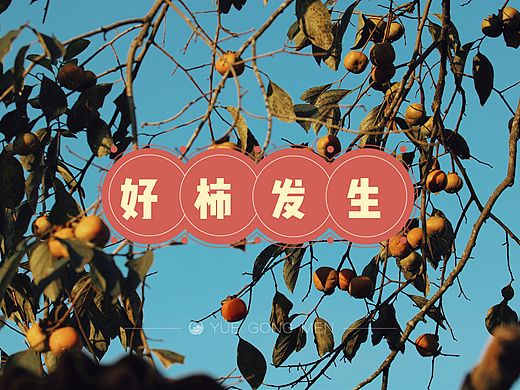 【生活随拍】情有独钟——柿子