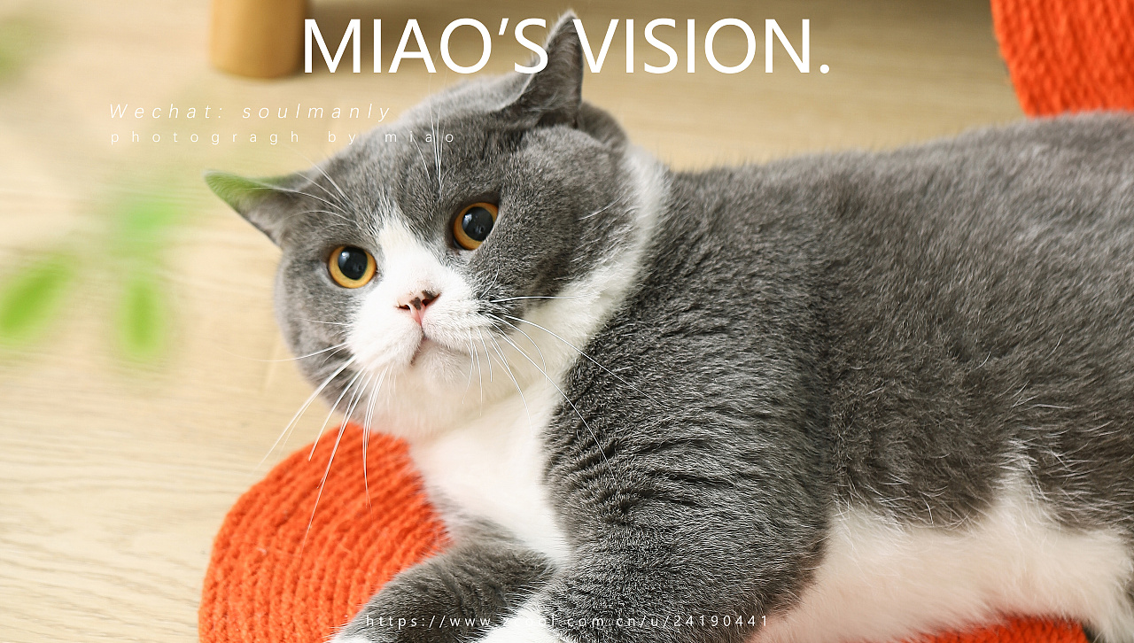 宠物摄影 | 英短蓝白 | 猫