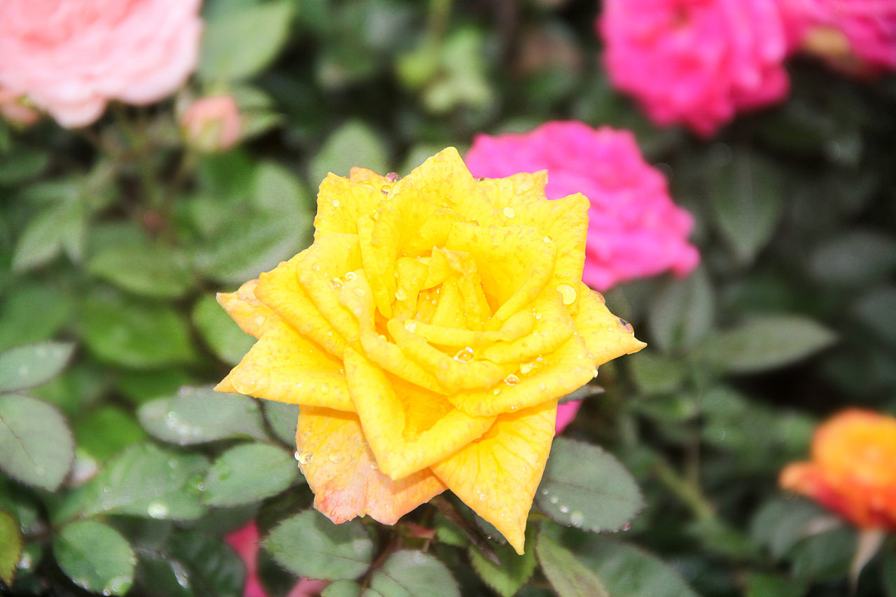 花开在雨季（图ZMTUxMjg4OTEy） - 风光摄影 - 站酷设计师拼命三娘0706原创素材 - 站酷ZCOOL