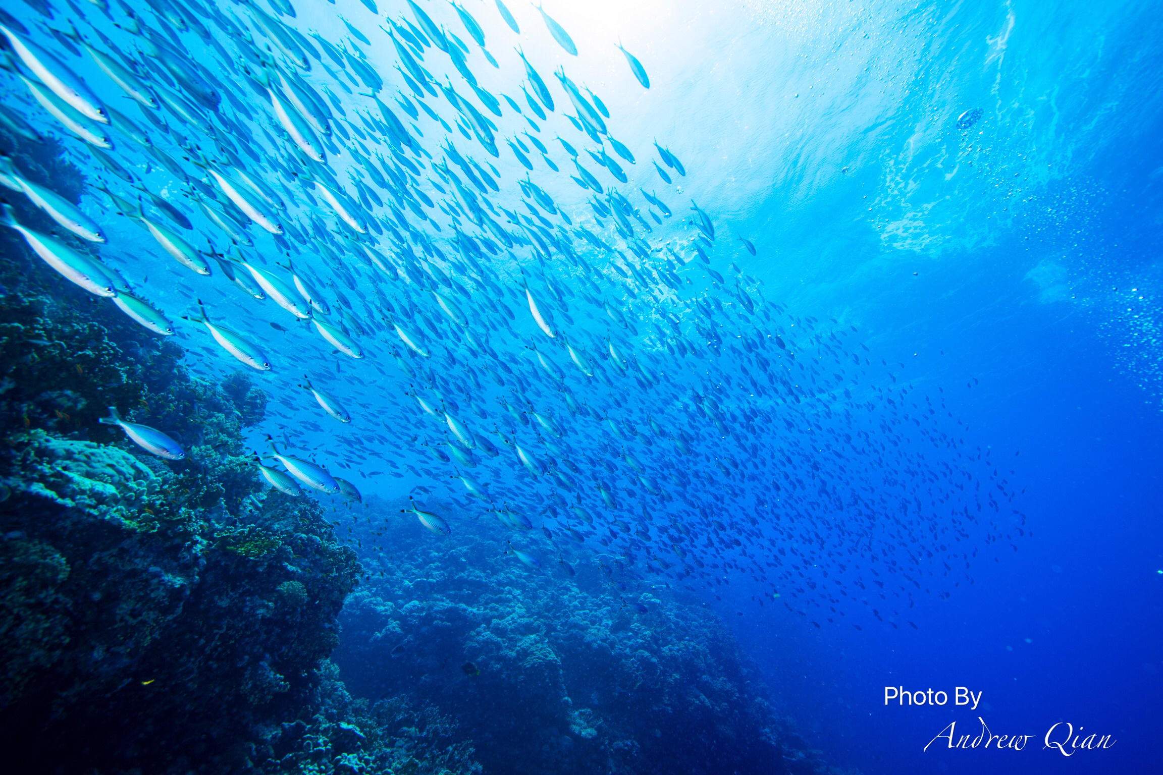 不只有沙漠和金字塔 长腿潜叔叔在埃及探寻水下世界(二)
