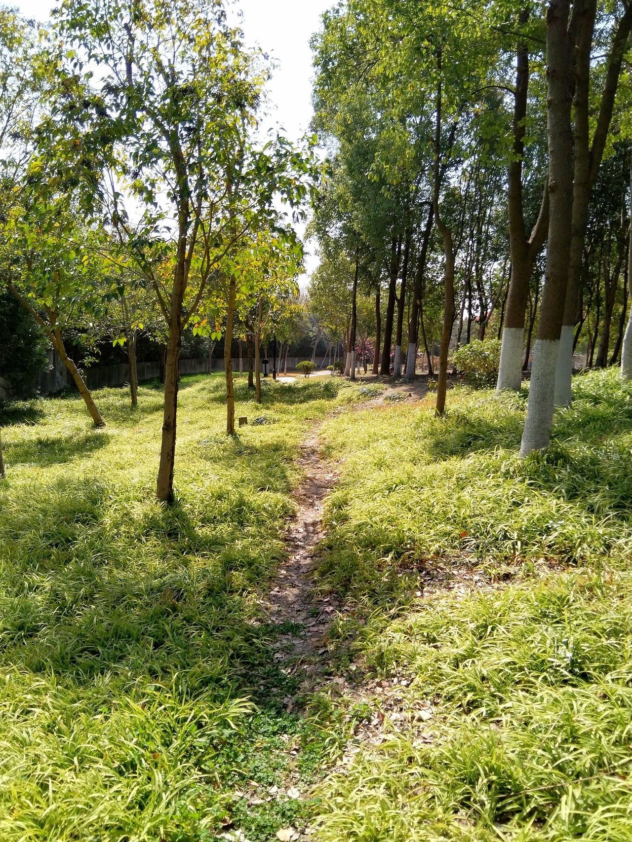 3月实拍！宝山.虎林园（图ZMzY0ODMzMjc2） - 风光摄影 - 站酷设计师东逛西摄原创素材 - 站酷ZCOOL