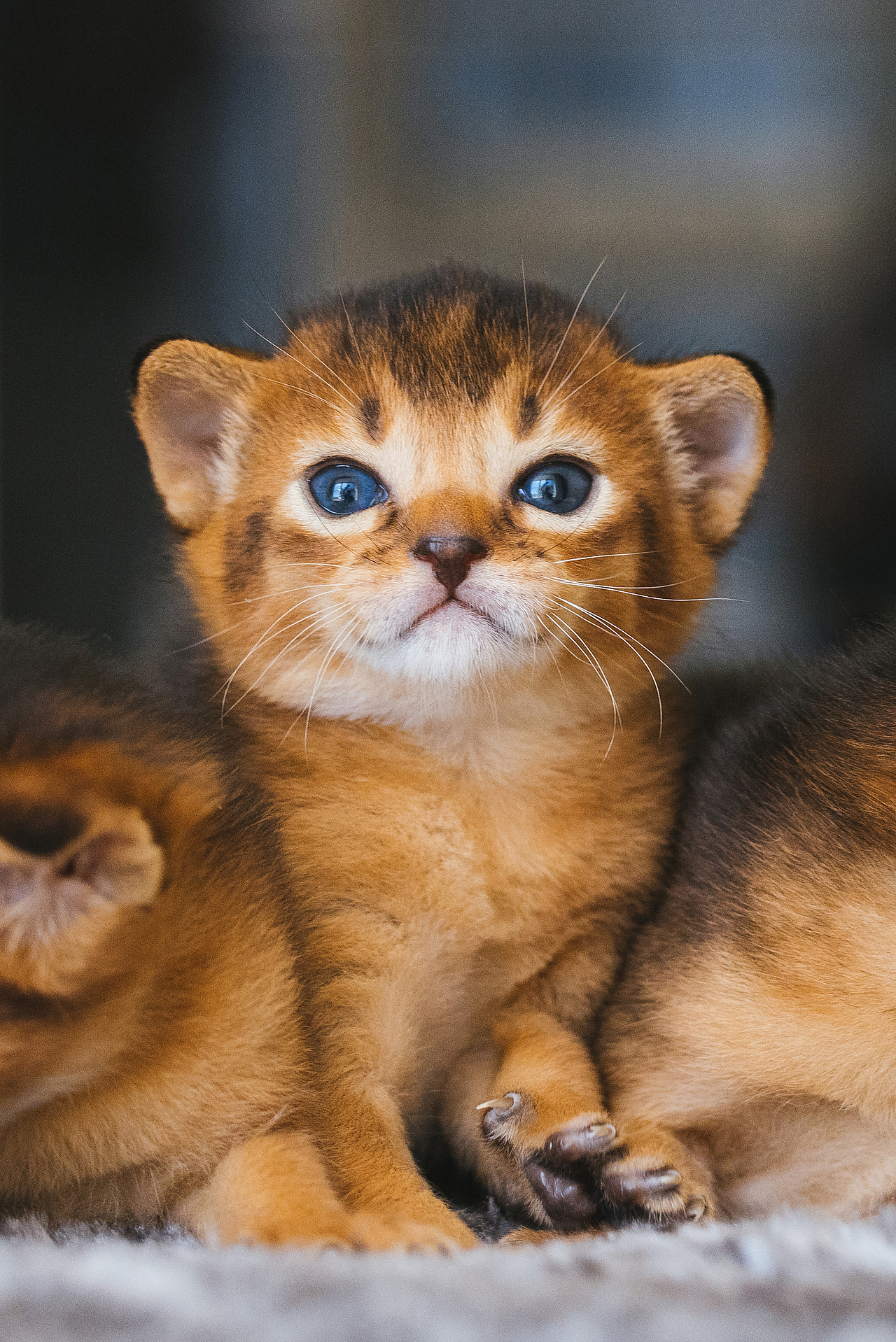 猫的私房 第六季