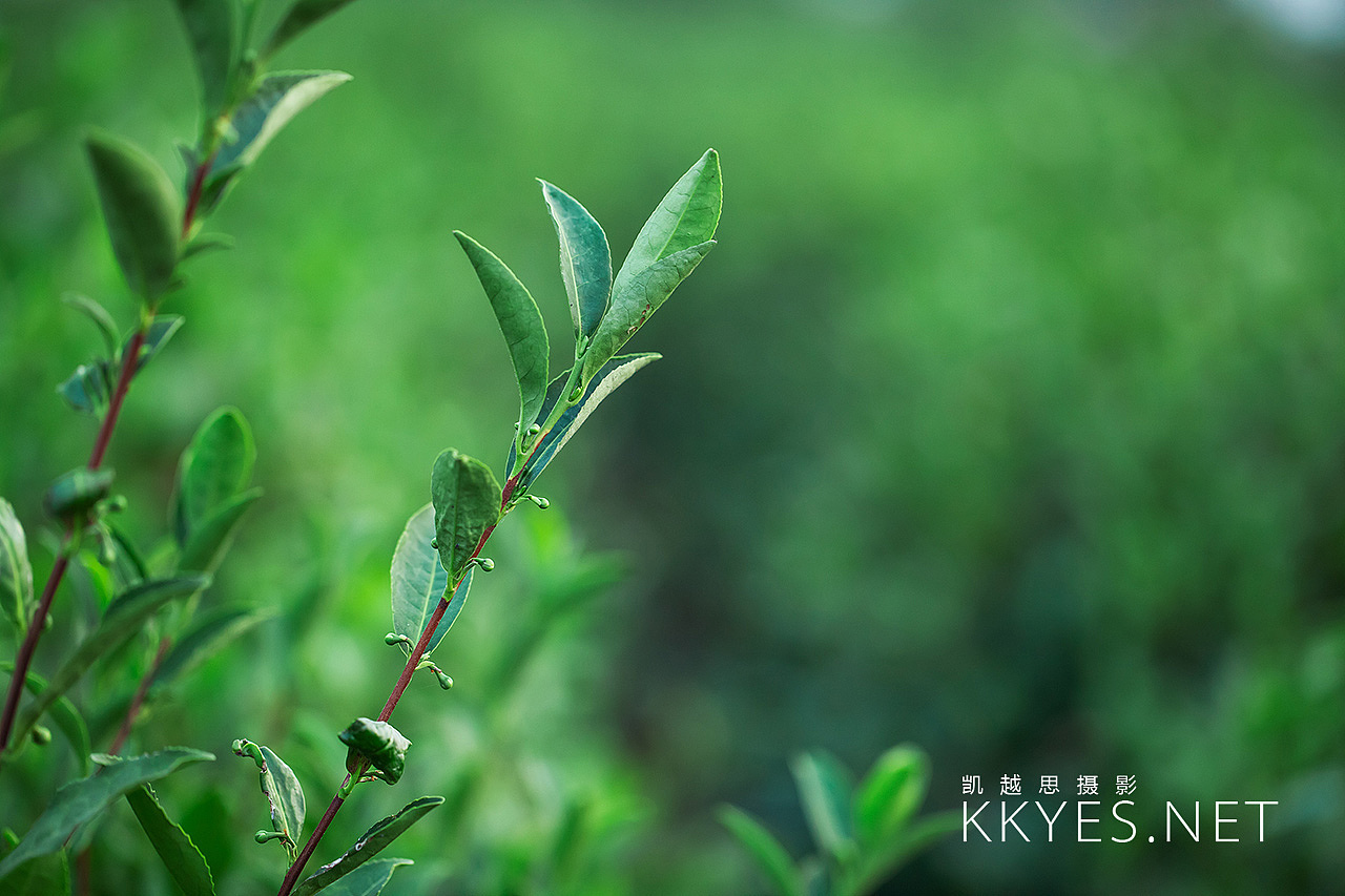 茶叶 茶场 茶馆 拍摄 静物产品摄影（图ZNjA1MzIzMDg=） - 产品摄影 - 站酷设计师金光高照商业摄影原创素材 - 站酷ZCOOL
